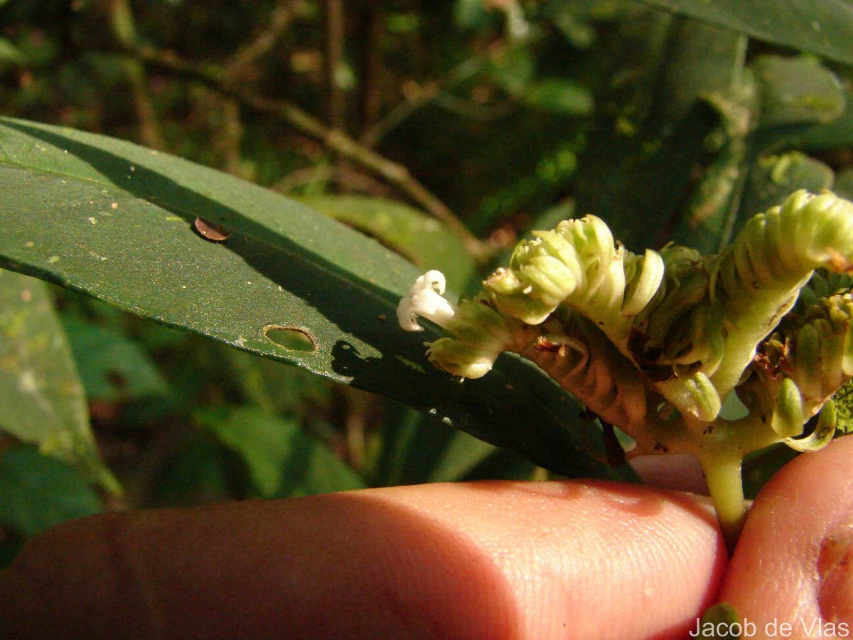 Ophiorrhiza pectinata Arn.